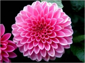 dahlia