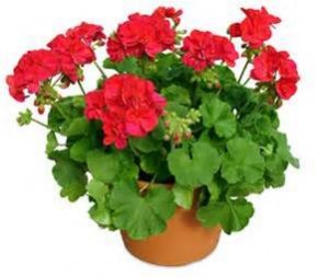 geranium