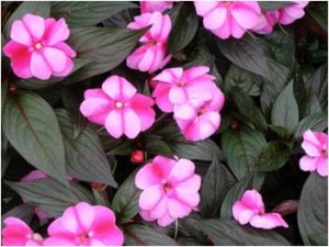 impatiens