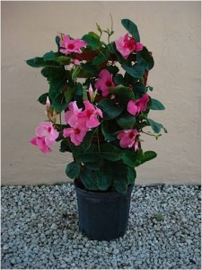 mandevilla